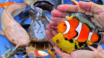 Tổng hợp các video cá cảnh đẹp, động vật dễ thương, cá trê vàng, cá bống, cá chép, koi