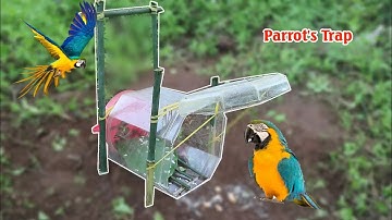 Crafting a simple bird trap from an old plastic box | Mr. Hunter