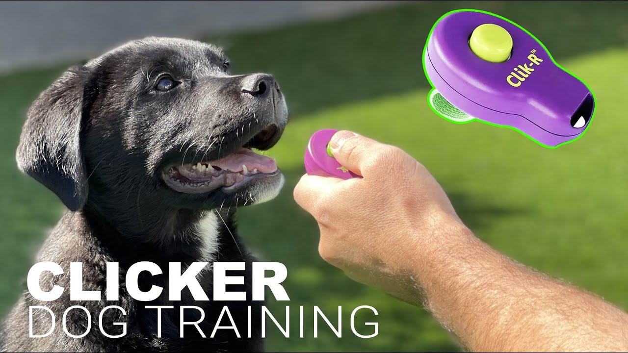 How To Train Your Dog With A Clicker.