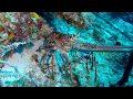 AKUMAL, Mexico Scuba diving  June 2017 (plus resort clips and snorkelling)