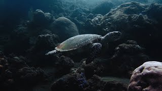 Sony a6500 Underwater Video.