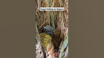 Thumbnail of Coqui frog trying to hide