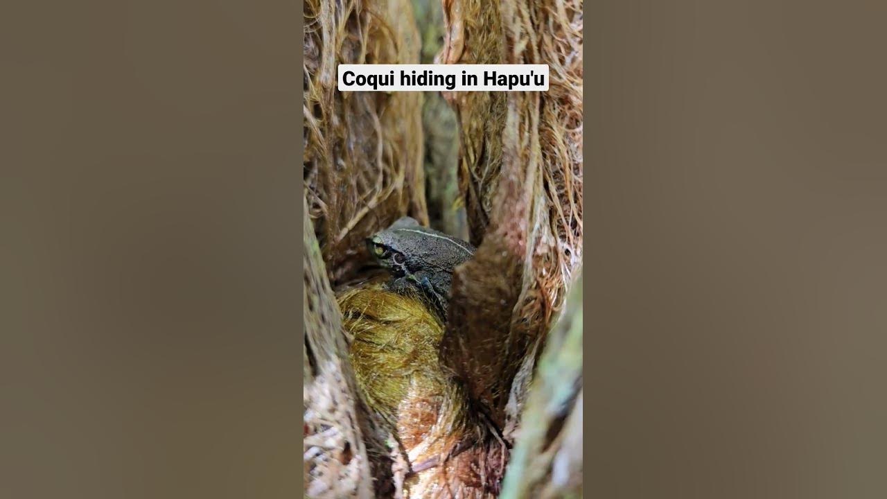 Coqui frog trying to hide Coqui frog trying to hide