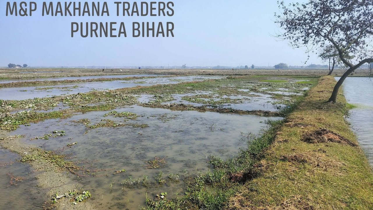 M&P #makhana #traders ground zero par jahan 