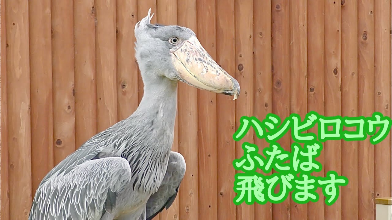 ハシビロコウ　ふたばちゃん　屋根の上に向かって飛び立ちますか【掛川花鳥園】Shoebill Futaba-chan Kakegawa Garden 
