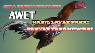 Cara Memilih Pacek Yang Bagus  Hasil Mewah Dan Jadi Incaran