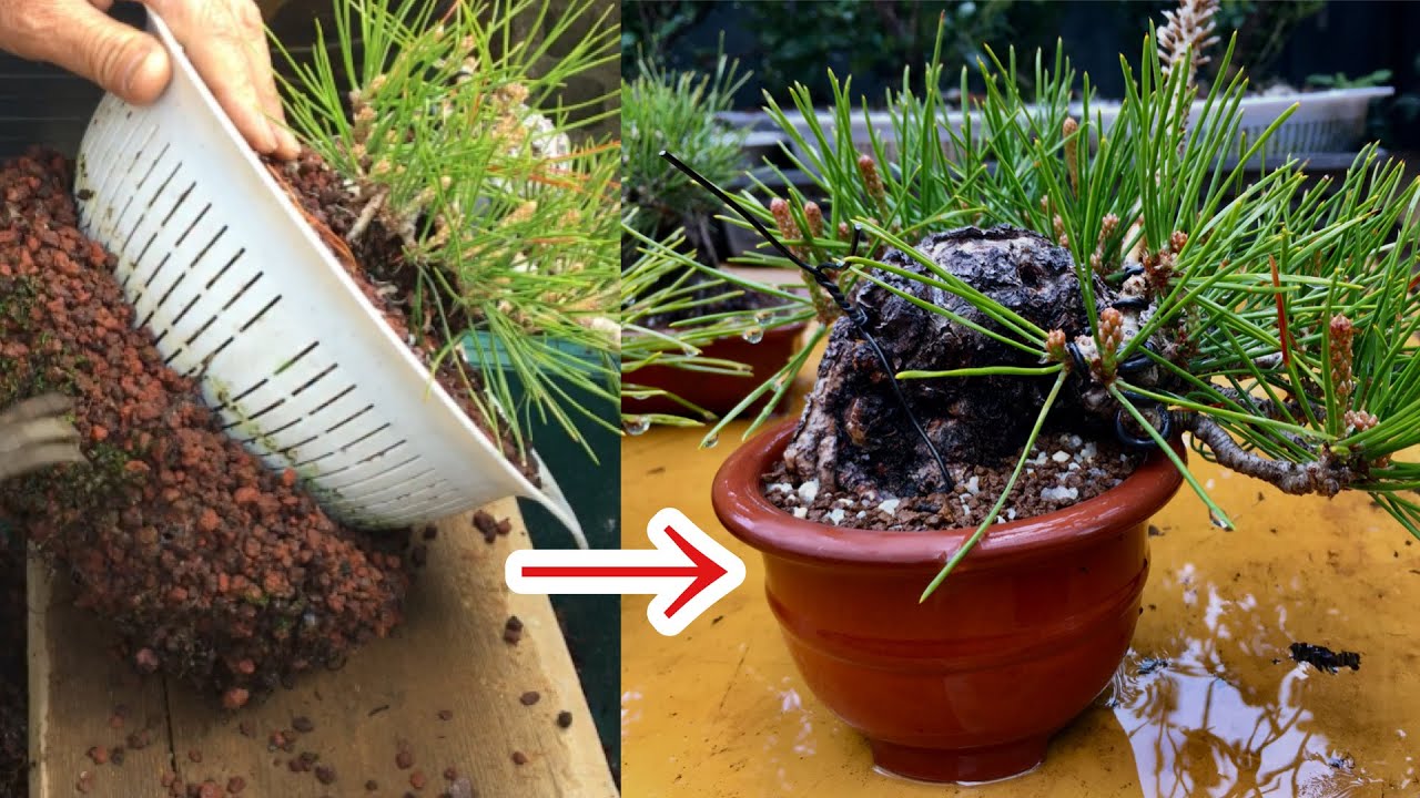 Бонсай Куромацу, пересаженный с помощью дуршлага NO1, Yajimaen @ семена бонсай