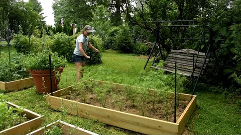 How to support cut flowers by corralling them // Northlawn Flower Farms