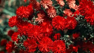 massive attack - teardrop lyrics