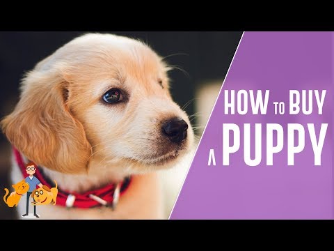 Video: How To Buy A Puppy