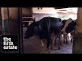 Bovine Growth Hormone : Whistleblowers Shiv Chopra &amp; Margaret Haydon - the fifth estate