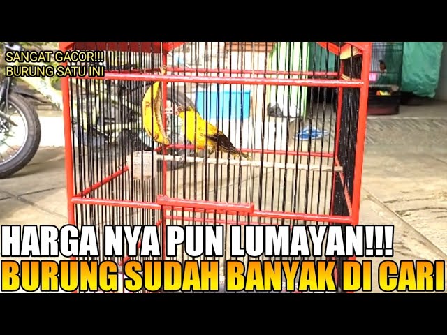 Review jenis burung kepodang emas!!! Selalu banyak peminatnya... class=