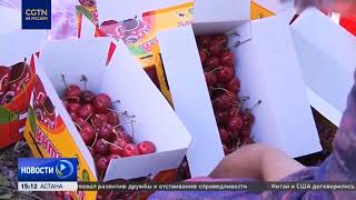 картинка: Сезон сбора урожая черешни стартовал в Таджикистане, часть отправится на экспорт в КНР