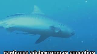Акулы могут выплевывать свой желудок|CCTV Русский