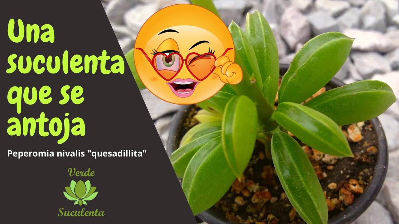 Una suculenta carnosita. Peperomia nivalis (quesadillita).