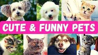🐶 🐱 🤣 Cute and Funny Pets Compilation, May 2021 | Try Not to Laugh at These Crazy Dogs and Cats