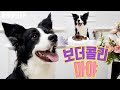 천재견 똑똑한강아지 보더콜리 마야의 개인기 영상 몰아보기 1부 * *강아지 개인기편