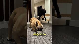 Köpeğin Sadakati Test Edildi… Sonuç Şaşırtıcıydı❗😅 Resimi