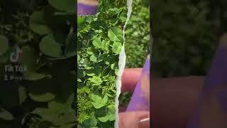 BASE STAY FIX COR MC51 by RUBY ROSE