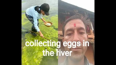 collecting eggs in the river #fish #funny #viral #comedy  #funnymoment #gregarious  #funniestvideo