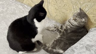 Cat Interrupts Other Cat's Nap Time by Tom & Mimi 1,656 views 3 weeks ago 25 seconds