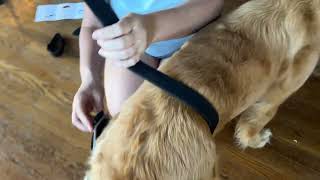 La Kalba Dog Knee brace instructional video how to put it on for a Female dog