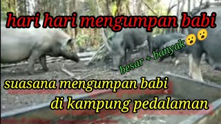 Hari hari mengumpan babi