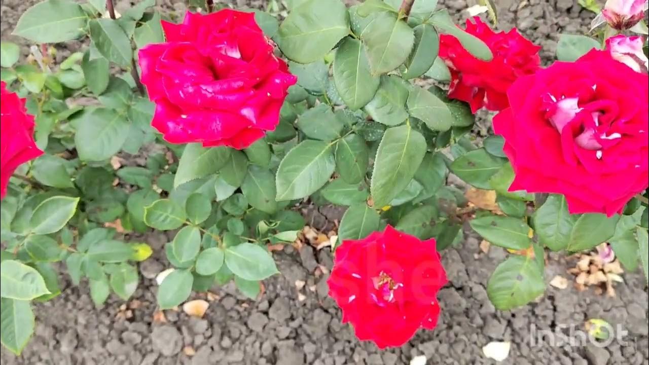 Robusta (Робуста) - Питомник декоративных растений "Парковые Розы"