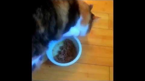 Talk to Your Cat with Conversational Catonese: Lesson 2