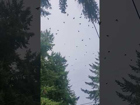 Birds! Crazy Invasion!
