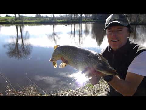 Vidéo: Comment Attraper Le Brochet Sur Un Flotteur