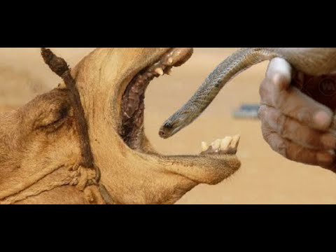 Xarkov transvestit porno