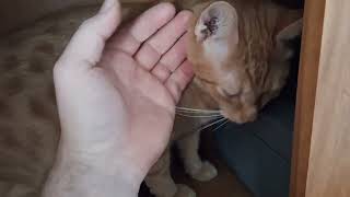 Shy Orange Tabby Hides From House Guests | Giving Him Treats