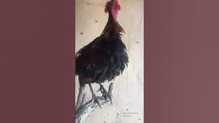 Suara ayam hutan merah jawa jinak gacor/ahmj/bekikuk/kasintu