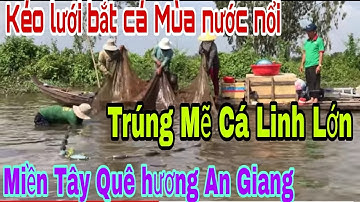 Kéo lưới bắt cá Mùa nước nổi * Trúng Mẽ Cá Linh Non khủng * Miền Tây Quê hương An Giang