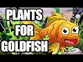 Best Plants For Goldfish | Which Plants Are Good For Goldfish | Can Goldfish Live With Plants？