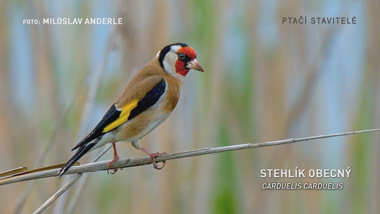 17. Stehlík obecný – Pestrý krasavec
