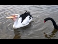 Pelican vs Swan