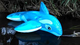 Download Lagu INTEX 58523 Blue orca 1.52m x 1.14m floating on a small river - 7.08.2022 MP3