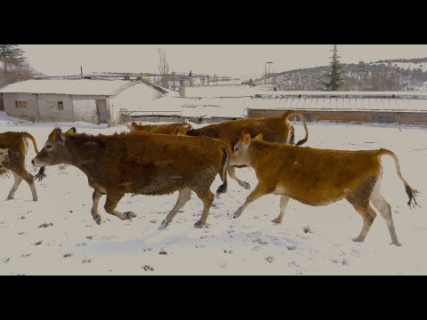 Video: Dulmen Pony Horse Irk Hipoalerjenik, Sağlık Ve Ömür