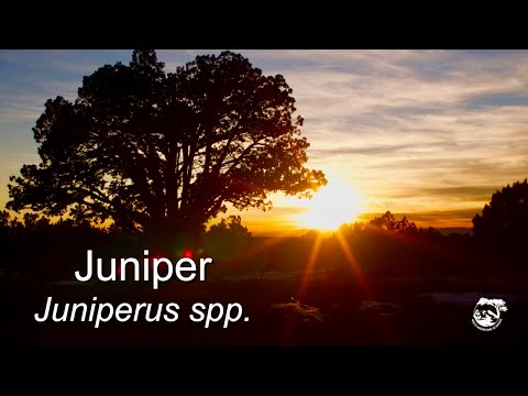 Video: Juniper Cossack - Foto, Beschrijving En Toepassing