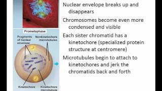 Mitosis Pre Lab Part II   YouTube2