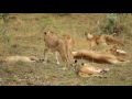 Lion Pride Maasai mara with 18 cubs