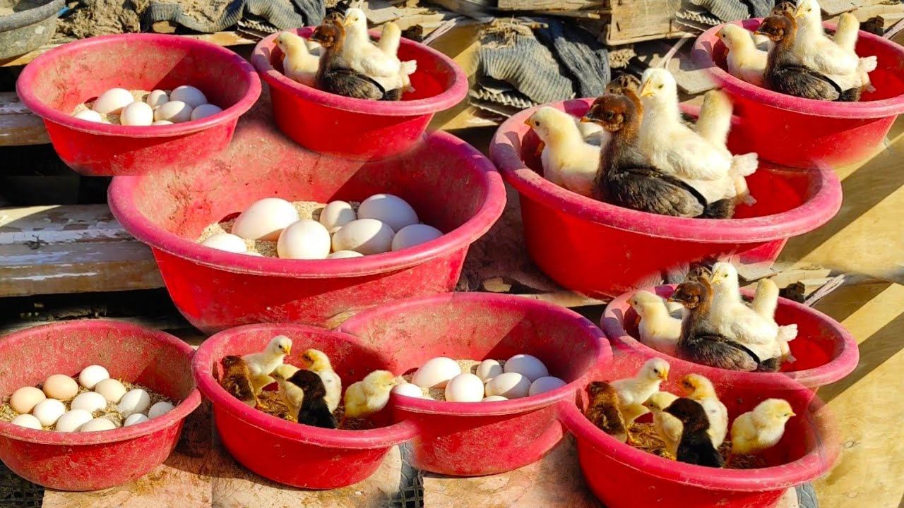 هاتوا عشر بيضات و كيلو ردة و تعالوا املالكم السطح كتاكيت و بط و طيور كتير 😯😯😯😯