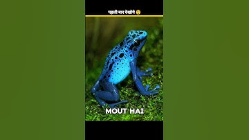 What Happens If You Touch a Blue Frog 🐸