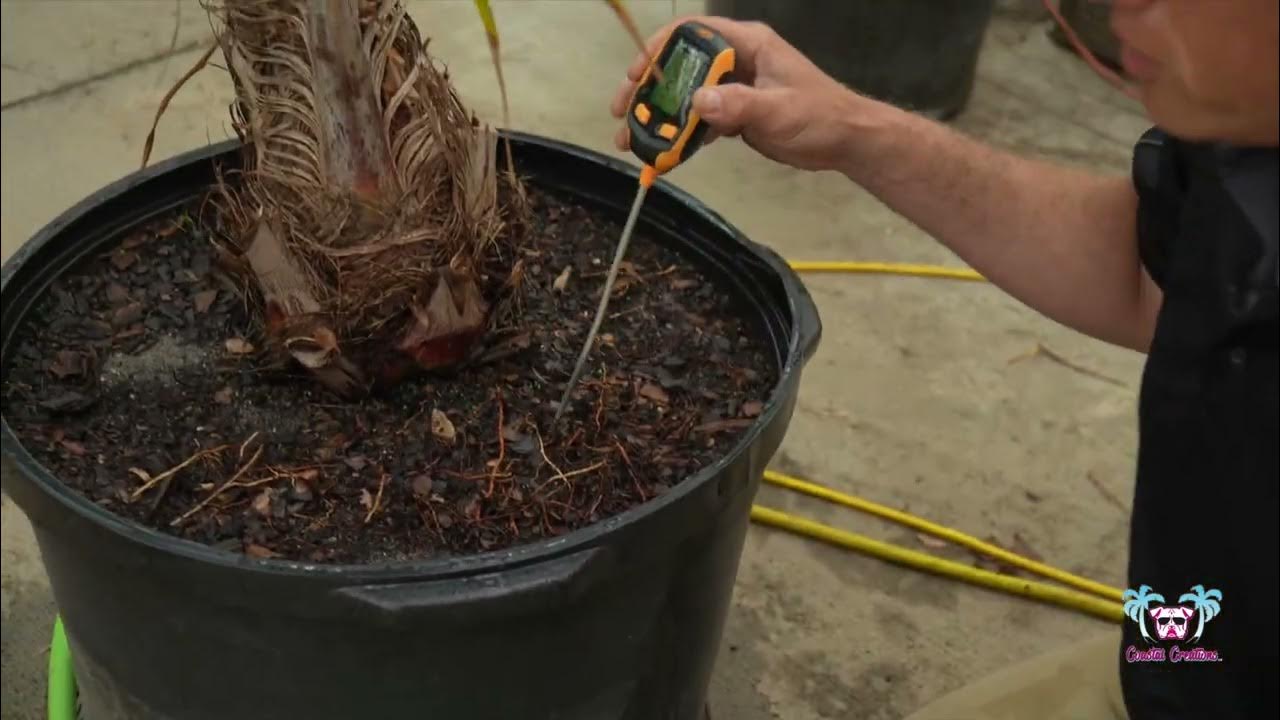 Tropical CT Buy or Rent Palm Trees or Tropical Plants in Connecticut