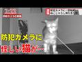 【速報】防犯カメラに猫の犯行現場が映っていました