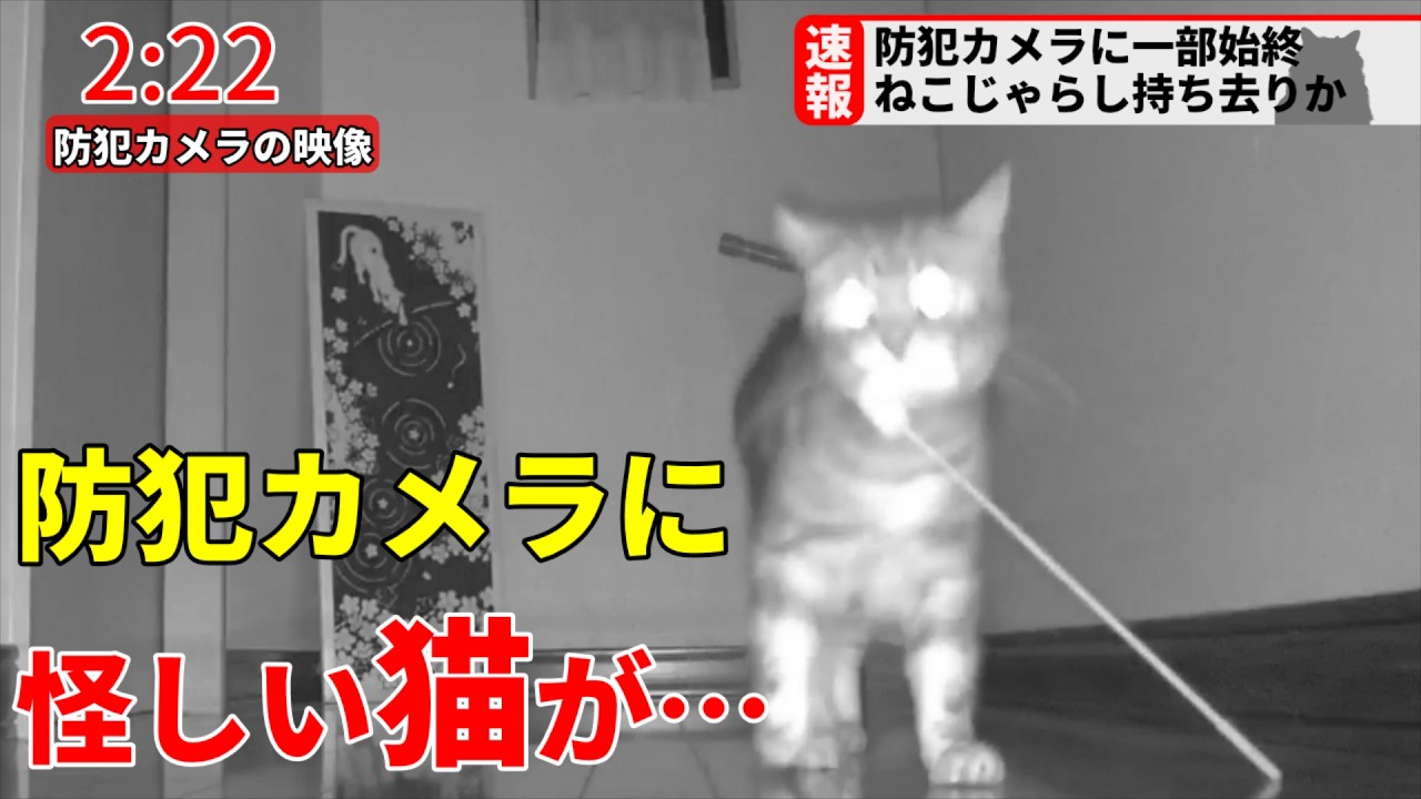 【速報】防犯カメラに猫の犯行現場が映っていました
