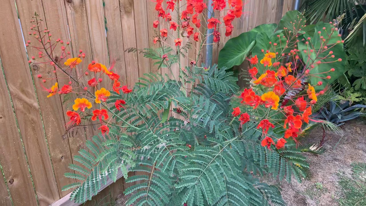 Pride Of Barbados Plant Central Texas Exotic Gardens Youtube