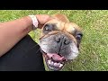 STORYTIME I SAVED THE LIFE OF A FULL BREED FRENCH BULLDOG #frenchie #frenchbulldog #frenchielife